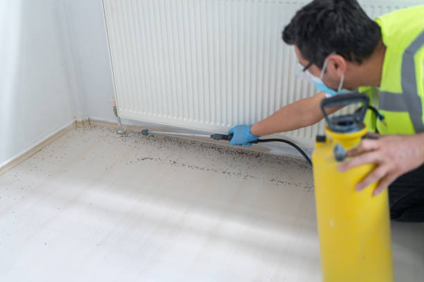 Best Wasp Removal Services  in Van, TX